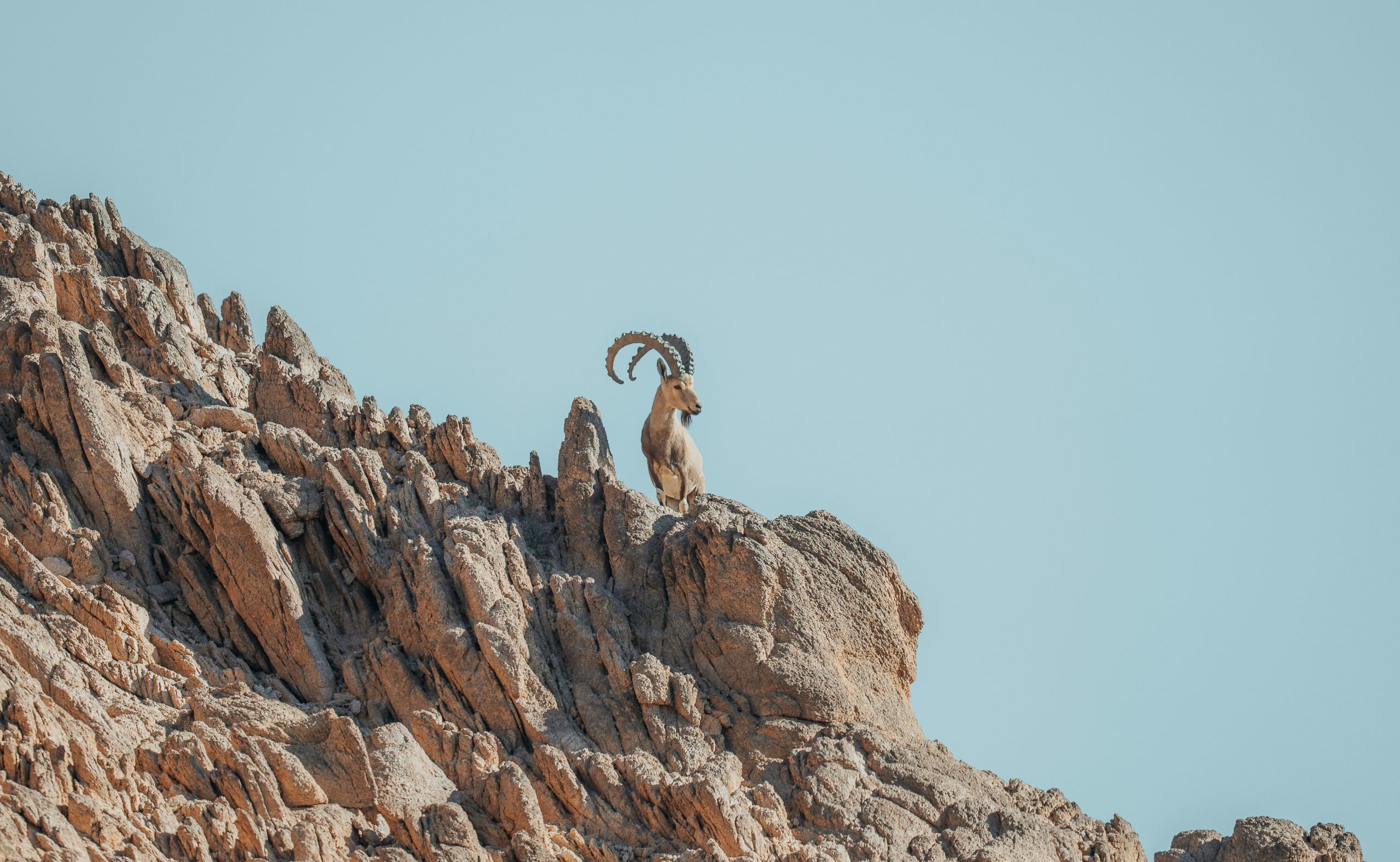 Ibex Faith: Climbing from Valleys to Victories